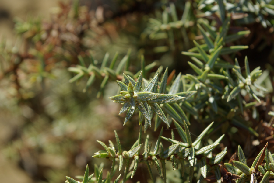 16b-Juniperus-oxycedrus.jpg