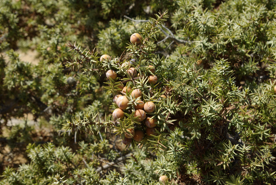 16c-Juniperus-oxycedrus.jpg