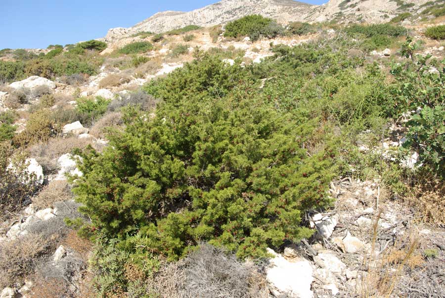 17a-Juniperus-phoenicea.jpg