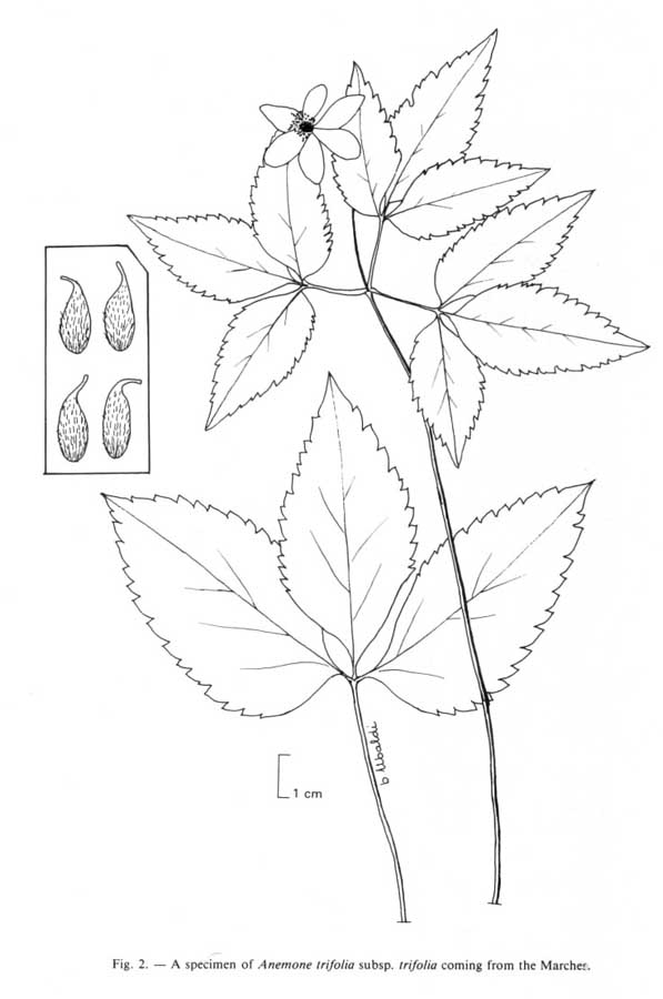 Anemone_Trifolia_trifolia.jpg