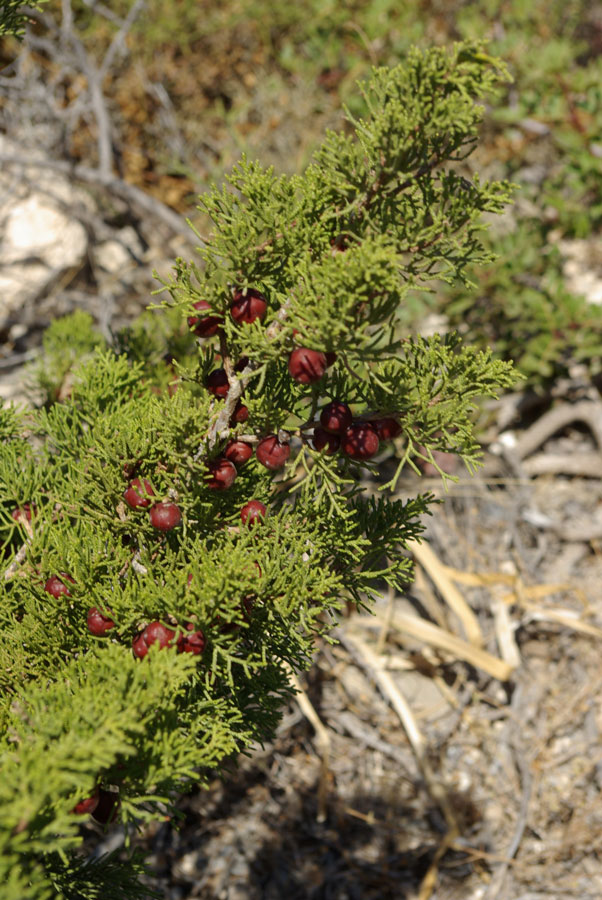 17c-Juniperus-phoenicea.jpg