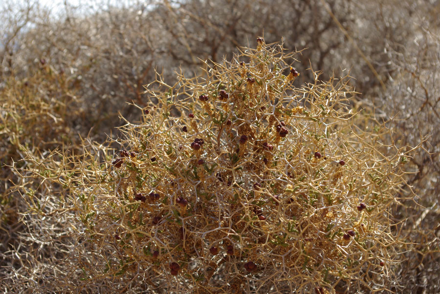 15d-Euphorbia-acantothamnos.jpg