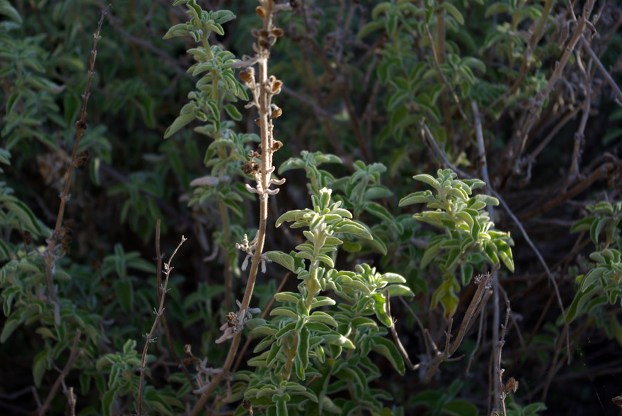 09a-Salvia-fruticosa.jpg