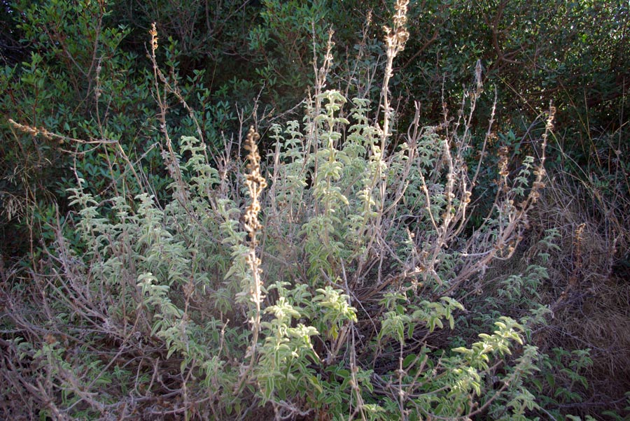 09b-Salvia-fruticosa.jpg