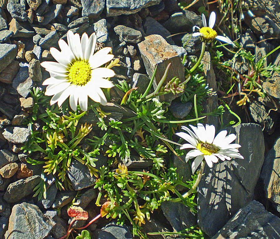 Leucanthemopsis alpina (L.) Heywood 111.JPG