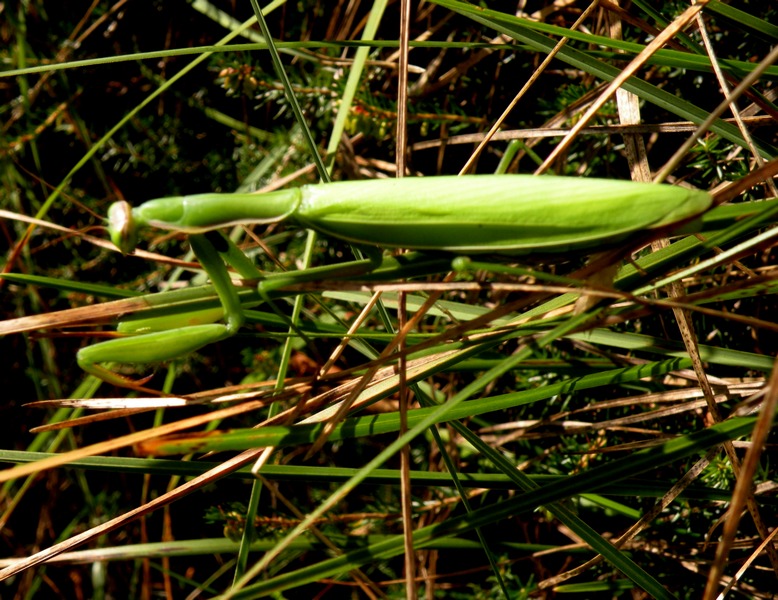 Mantidae 29 Settembre 2010 121.jpg