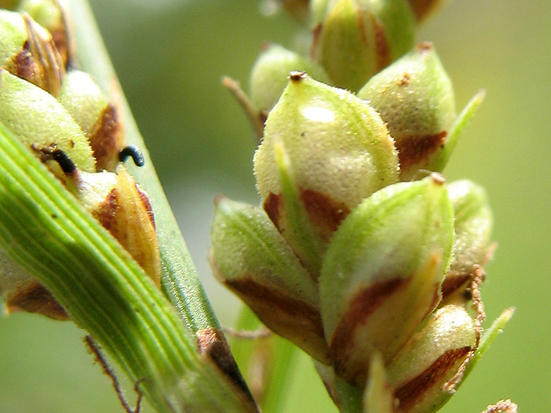 Carex-6.jpg