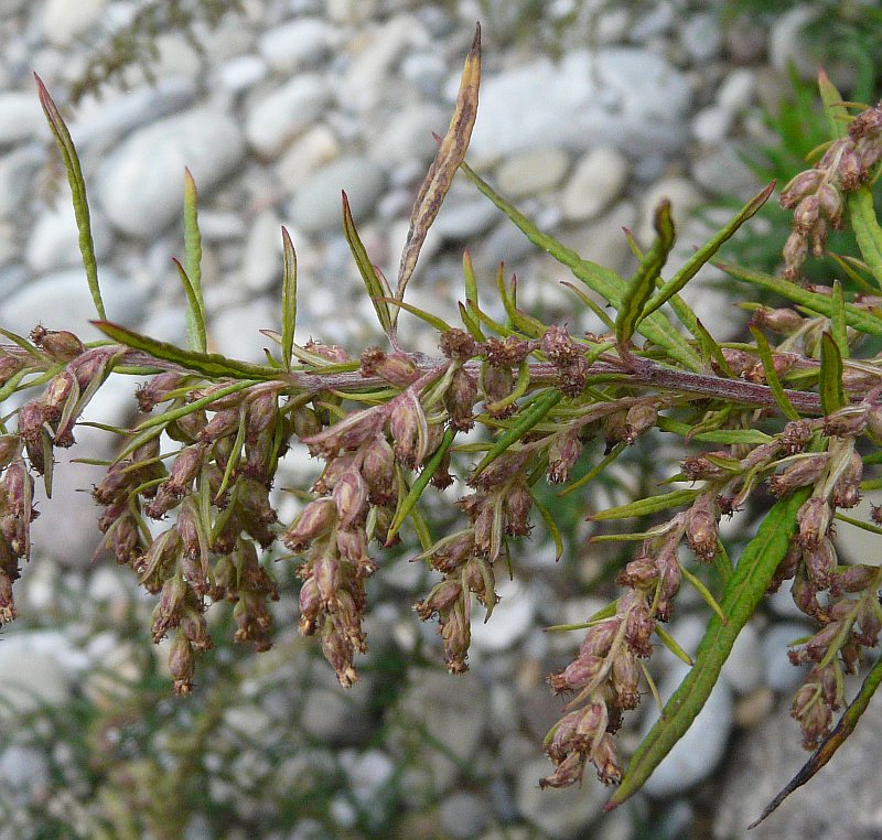 Artemisia vulgaris L. {F 2340}