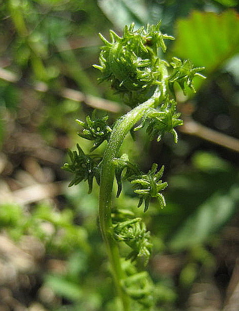 Thelypteris palustris Schott (1).jpg