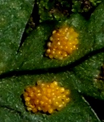 Polypodium vulgare L. 3.jpg