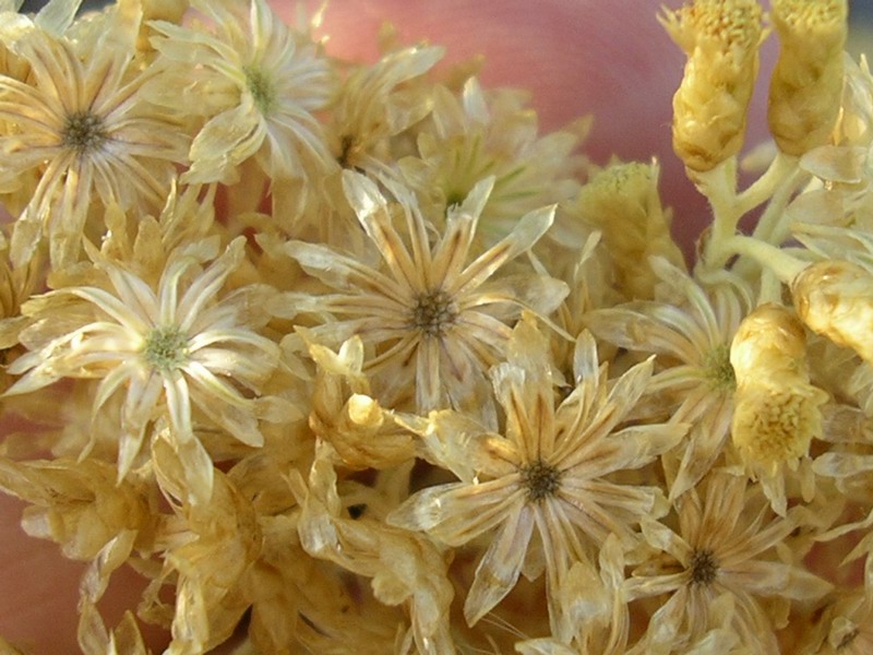 Helichrysum_italicum_Franco Rossi.jpg
