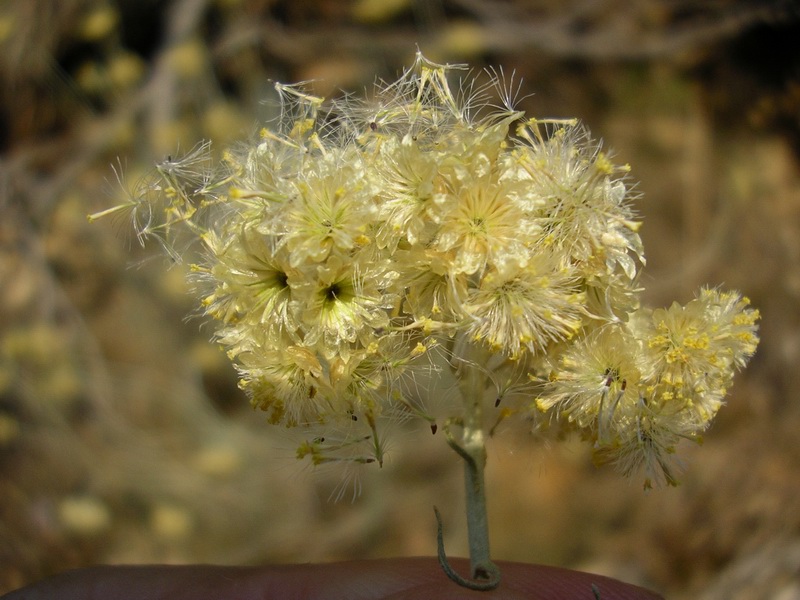 Helichrysum_italicum_06eFranco Rossi.jpg