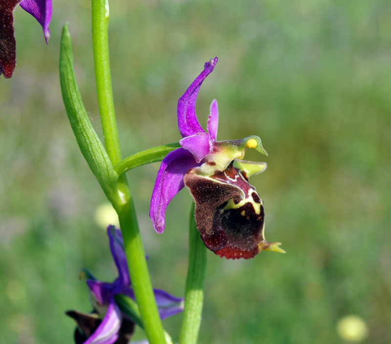 12-ophrys-fuciflora5548r.jpg