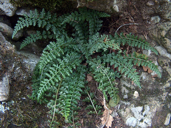 Asplenium fontanum (L.) Bernh. subsp. fontanum 2.jpg