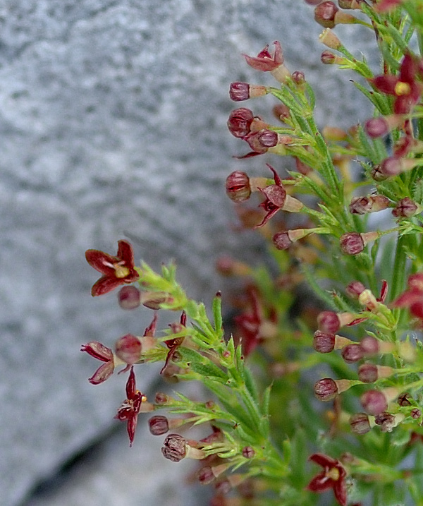asperula-purpurea-(L.)-Ehrend.-subsp.-apuana-(Fiori)-Bechi-&-Garbari._09DSC_5962.jpg