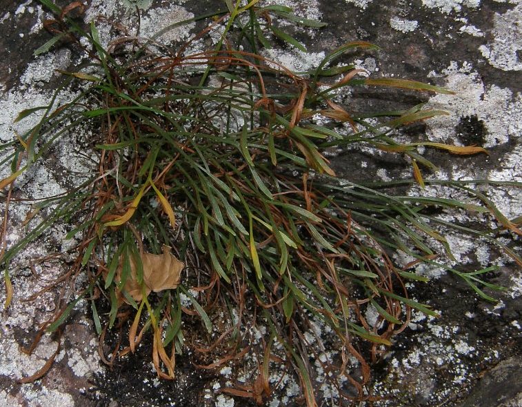 Asplenium septentrionale (L.) Hoffm. subsp. septentrionale 3.jpg