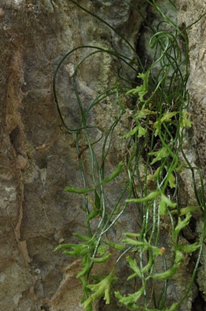 Asplenium seelosii  Leyb. subsp. seelosii  1.jpg