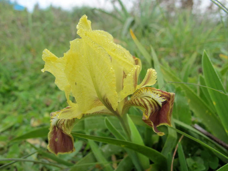 Iris pseudopumila Tineo - Iridaceae - Giaggiolo siciliano - 12 gen 2011 (5).jpg