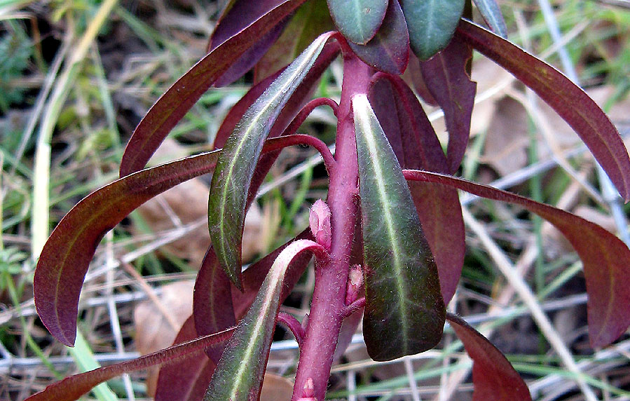 Euphorbia_amygdaloides_16_01_2011_Barbattavio_2.jpg