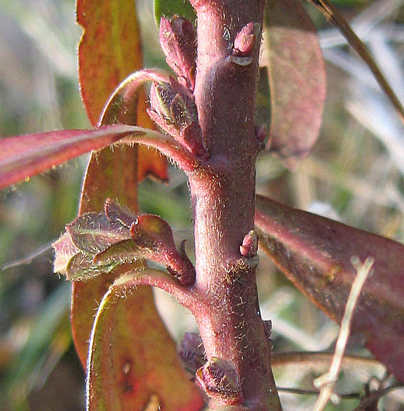 Euphorbia_amygdaloides_16_01_2011_Barbattavio_3.jpg