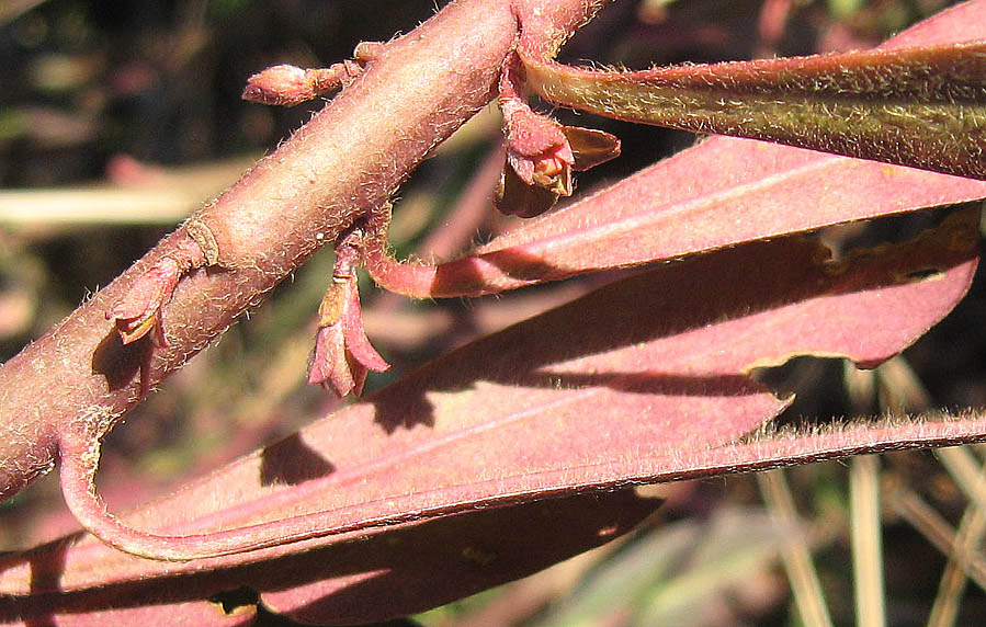 Euphorbia_amygdaloides_16_01_2011_Barbattavio_4.jpg