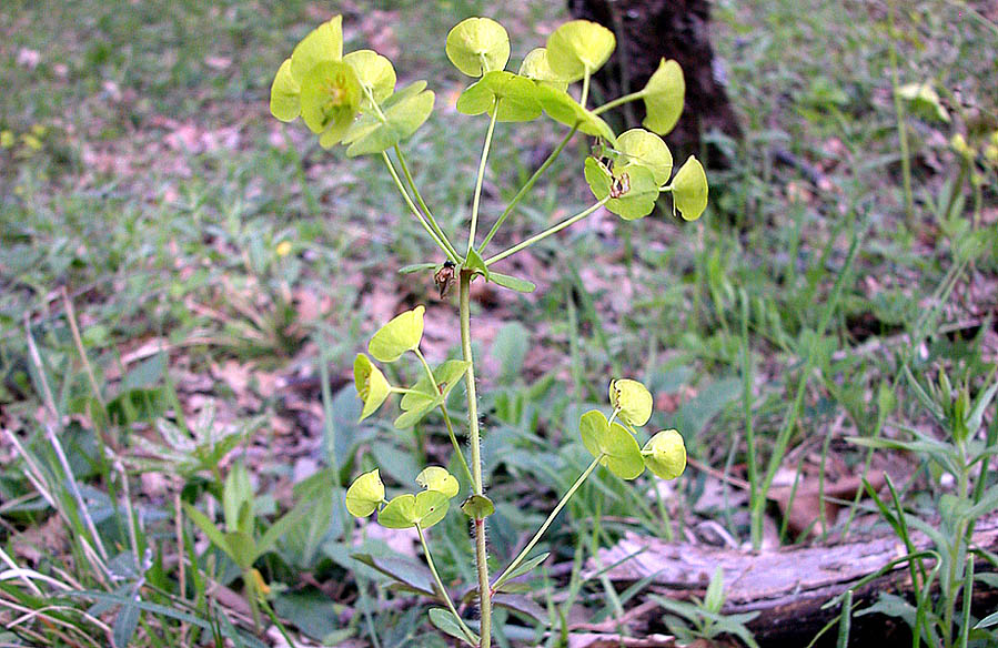 Euphorbia_amygdaloides_18_04_2006_Barbattavio_7.jpg