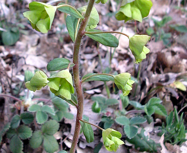Euphorbia_amygdaloides_16_01_2003_Barbattavio_8.jpg