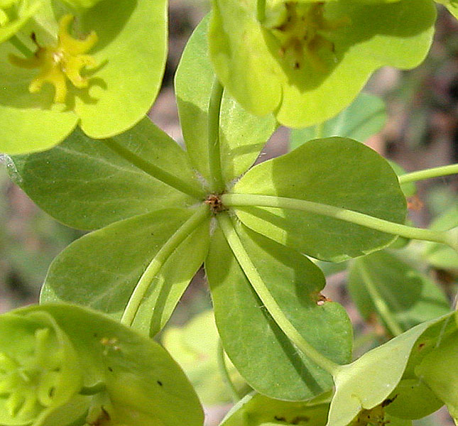 Euphorbia_amygdaloides_12_04_2006_Barbattavio_9.jpg