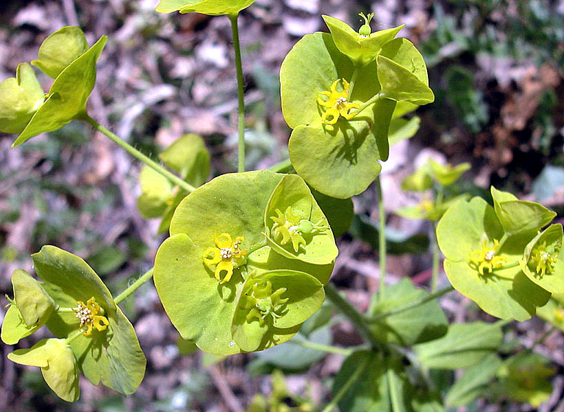 Euphorbia_amygdaloides_12_04_2006_Barbattavio_11.jpg