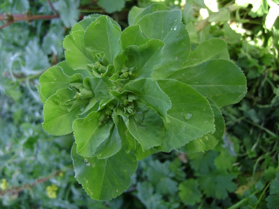 Euphorbia_helioscopia_L._subsp._helioscopia (3).JPG