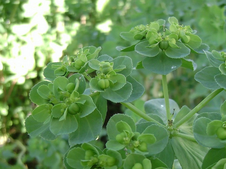 Euphorbia_helioscopia_L._subsp._helioscopia.JPG