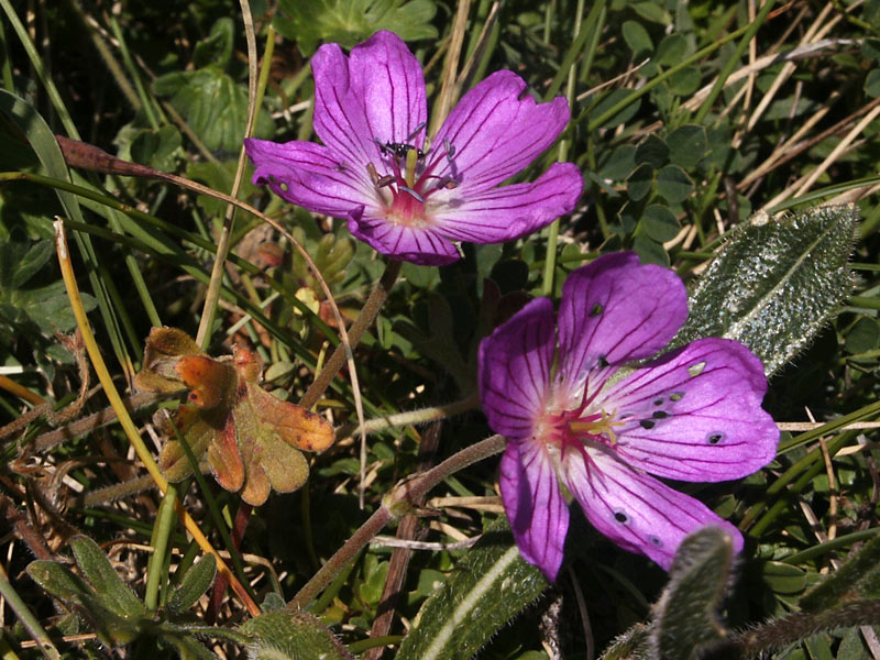 geranium-austroapenninum-1.jpg