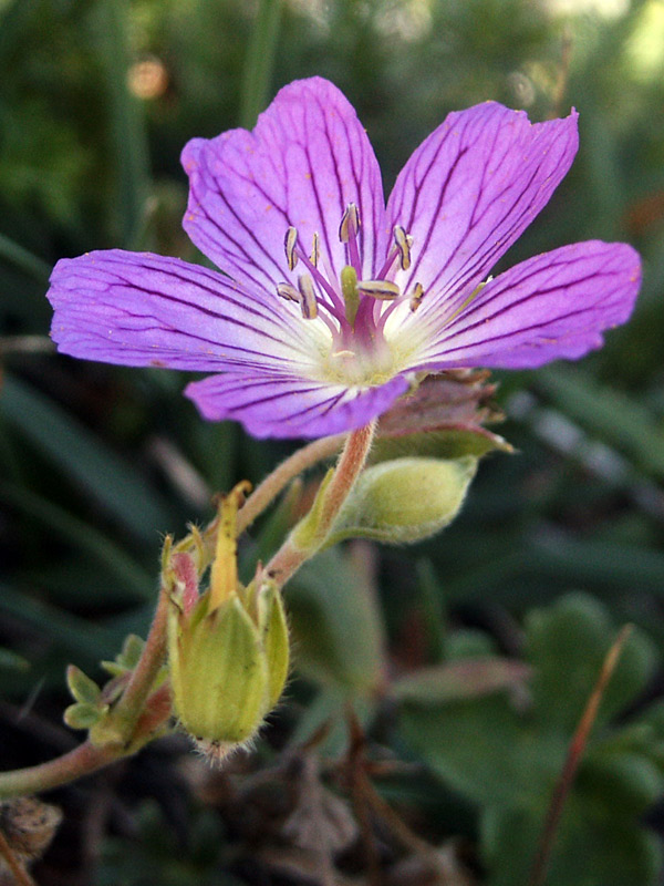 geranium-austroapenninum-2.jpg