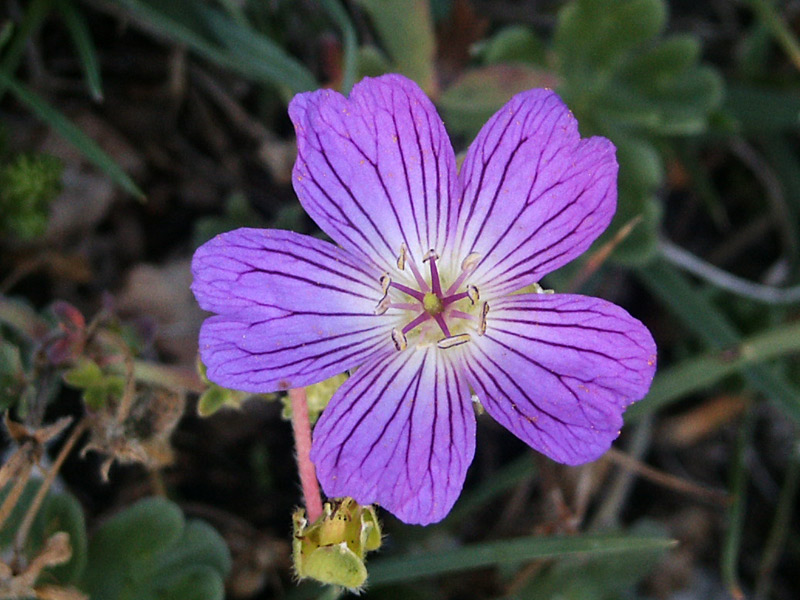 geranium-austroapenninum-3.jpg