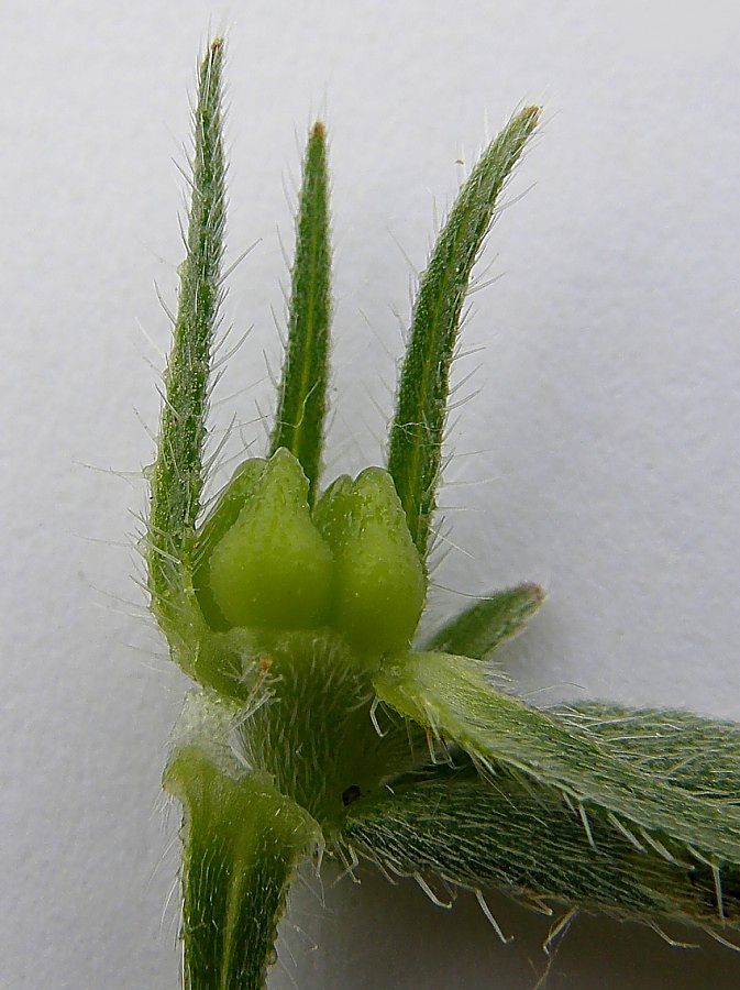 Buglossoides_arvensis_0.jpg