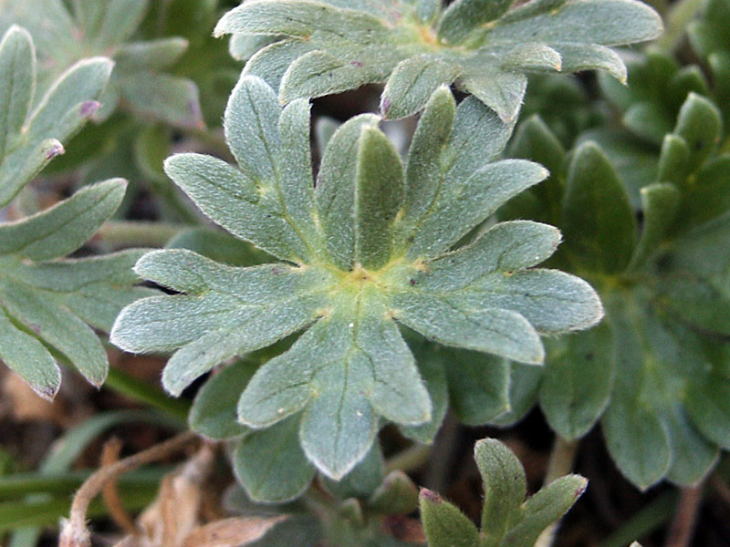 geranium-austroapenninum-5.jpg