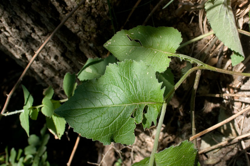 Campanula bononiensis L. (8).jpg
