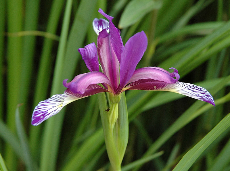 Iris_graminae2.jpg