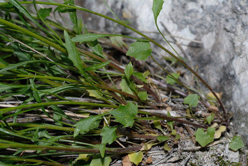 Campanula carnica Mert. & W.D.J. Koch subsp. carnica 1 (1).jpg