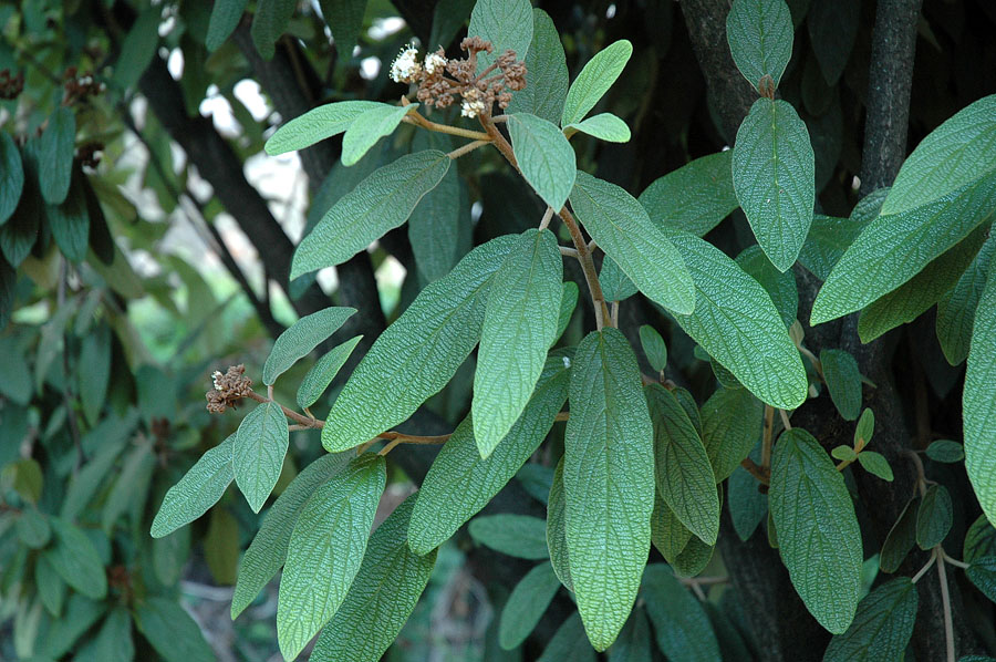 Viburnum rhytidophyllum Hemsl._3.JPG