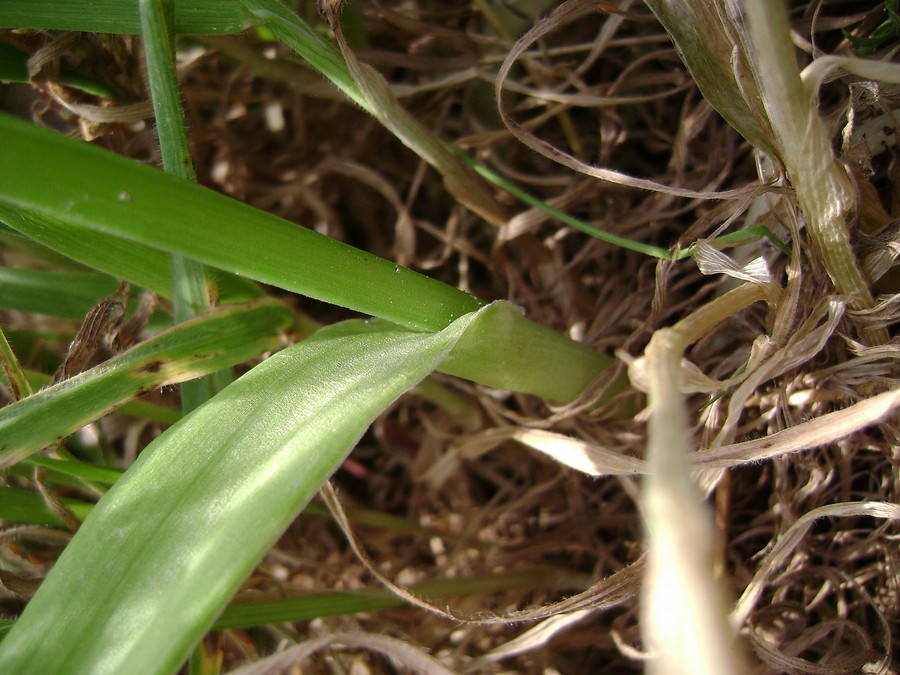 Allium neapolitanum Cirillo  (7).JPG