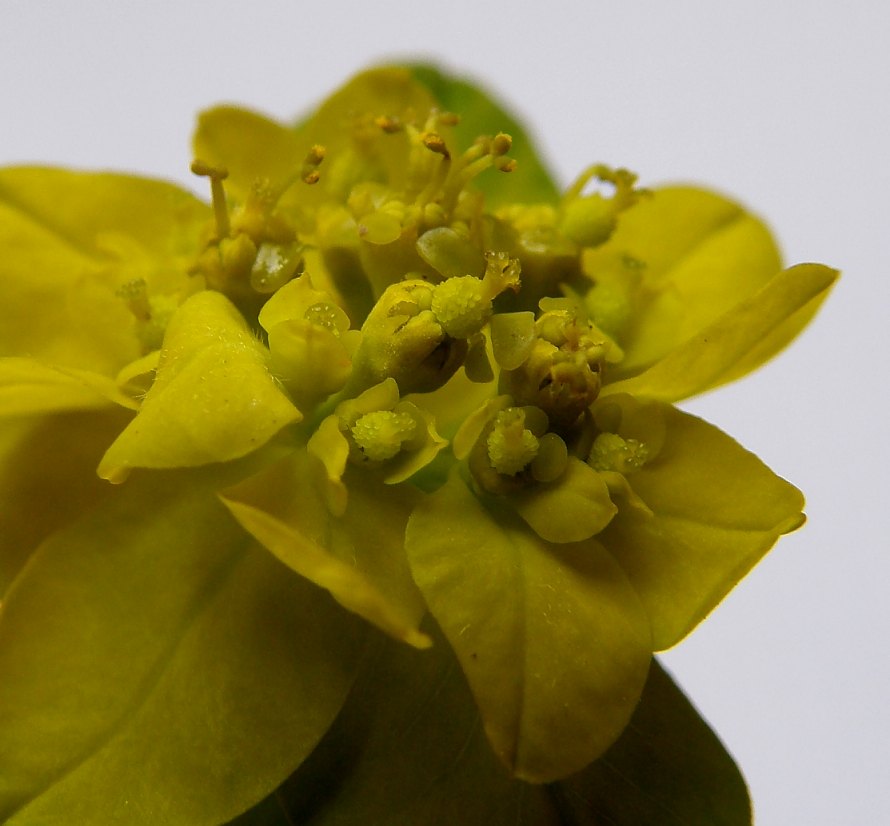 Euphorbia_brittingeri_17072_82186.jpg