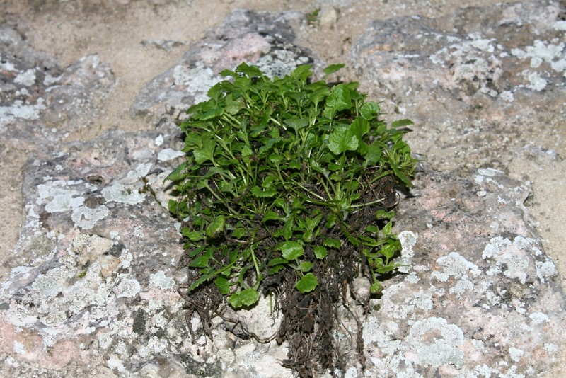 Campanula garganica Ten. subsp. garganica.jpg