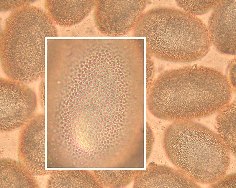 Erythronium dens-canis L. {F 741}