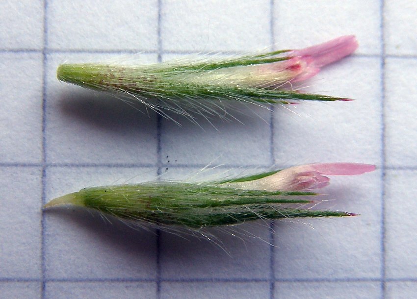Trifolium_angustifolium_11534_54292.jpg