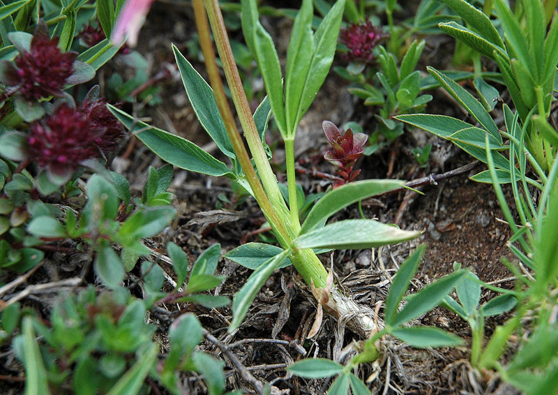 Trifolium_alpinum_1.JPG