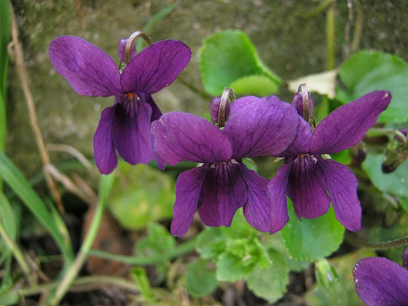 Viola odorata {F 1350}