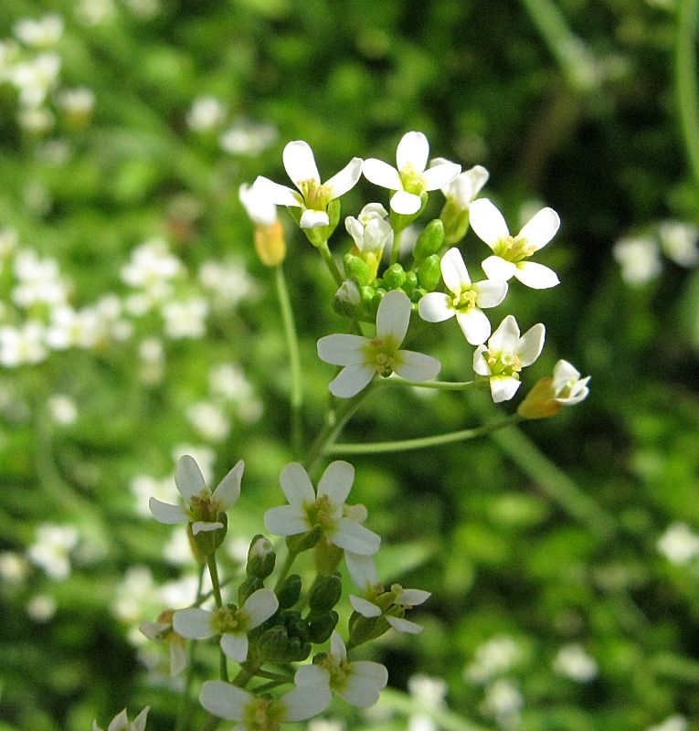 Arabidopsis thaliana (L.) Heynh. {F 1722}