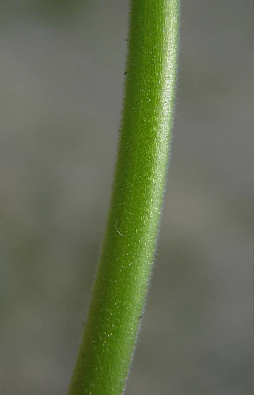 Geranium pusillum {F 1678}