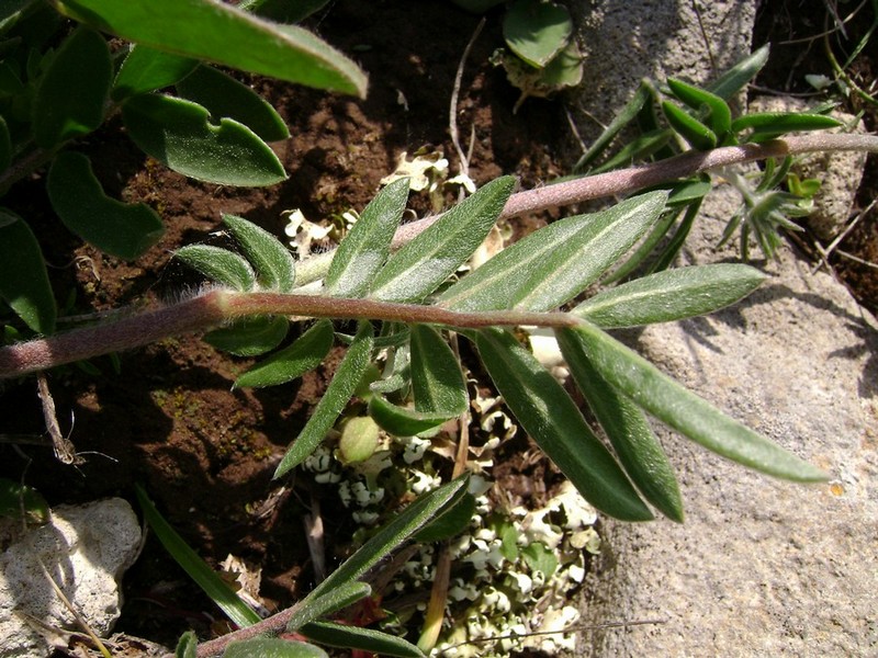 Anthyllis_vulneraria_rubriflora_6.jpg